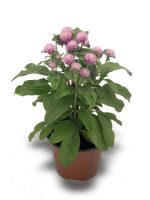 بذر گل تکمه ای (دکمه ای) صورتی واریته بادی Gomphrena Globosa Buddy Rose F1 Seed