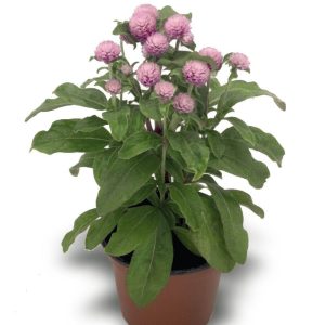 بذر گل تکمه ای (دکمه ای) صورتی واریته بادی Gomphrena Globosa Buddy Rose F1 Seed