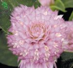 بذر گل تکمه ای (دکمه ای) صورتی واریته بادی Gomphrena Globosa Buddy Rose F1 Seed