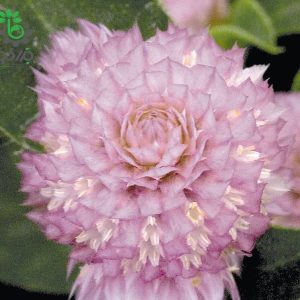 بذر گل تکمه ای (دکمه ای) صورتی واریته بادی Gomphrena Globosa Buddy Rose F1 Seed