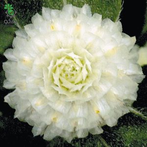 بذر گل تکمه ای (دکمه ای) سفید واریته بادی Gomphrena Globosa Buddy White F1 Seed