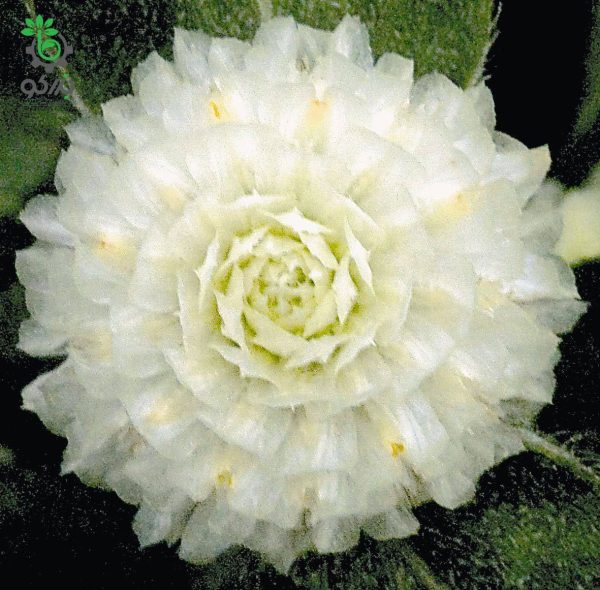 بذر گل تکمه ای (دکمه ای) سفید واریته بادی Gomphrena Globosa Buddy White F1 Seed