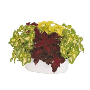 بذر حسن یوسف الوان هلندی  واریته ویزارد Coleus  Wizard Mix Seed