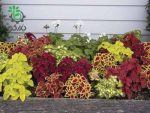 بذر حسن یوسف الوان هلندی  واریته ویزارد Coleus  Wizard Mix Seed