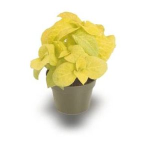 بذر حسن یوسف طلایی واریته ویزارد Coleus  Wizard Golden Seed