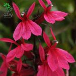 بذر لوبلیا استارشیپ صورتی Lobelia Erinus Starship Rose Deep F1 Pelleted
