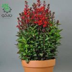 بذر لوبلیا استارشیپ اسکارلت Lobelia Erinus Starship Scarlet F1 Pelleted