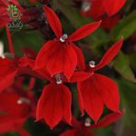 بذر لوبلیا استارشیپ اسکارلت Lobelia Erinus Starship Scarlet F1 Pelleted