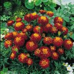 بذر گل جعفری فرانسوی پاکوتاه بونانزا هارمونی | Tagetes Patula Bonanza Harmony F1