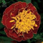 بذر گل جعفری فرانسوی پاکوتاه بونانزا هارمونی | Tagetes Patula Bonanza Harmony F1