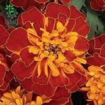 بذر گل جعفری فرانسوی پاکوتاه بونانزا هارمونی | Tagetes Patula Bonanza Harmony F1