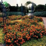 بذر گل جعفری فرانسوی پاکوتاه بونانزا نارنجی Bonanza Orange French Marigold F1