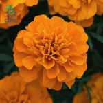 بذر گل جعفری فرانسوی پاکوتاه بونانزا نارنجی Bonanza Orange French Marigold F1