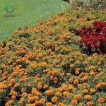 بذر گل جعفری فرانسوی پاکوتاه بونانزا نارنجی Bonanza Orange French Marigold F1