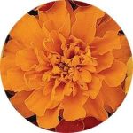 بذر گل جعفری فرانسوی پاکوتاه بونانزا نارنجی Bonanza Orange French Marigold F1