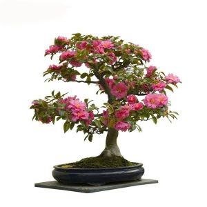 بذر درخت کاملیا (camellia bonsai tree)