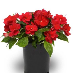 بذر گل امپاتیانس آویز واریته الهه گینه نو اسکارلت Impatiens New Guinea Divine Scarlet Red F1