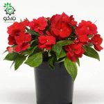 بذر گل امپاتیانس آویز واریته الهه گینه نو اسکارلت Impatiens New Guinea Divine Scarlet Red F1