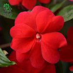 بذر گل امپاتیانس آویز واریته الهه گینه نو اسکارلت Impatiens New Guinea Divine Scarlet Red F1