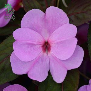 بذر گل امپیشن آویز | گل حنا | Impatiens New Guinea Divine Lavender F1