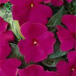 بذر گل حنا آویز (ایمپشن) بنفش Impatiens New Guinea Divine Violet F1