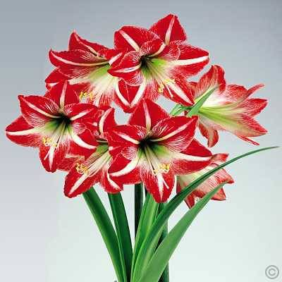 بذر گل زیبای آماریلیس (هیپستروم) Amaryllis