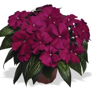 بذر گل حنا آویز (ایمپشن) بنفش Impatiens New Guinea Divine Violet F1