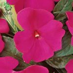 بذر گل حنا آویز (ایمپشن) بنفش Impatiens New Guinea Divine Violet F1