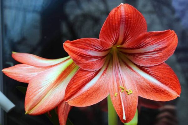 بذر گل زیبای آماریلیس (هیپستروم) Amaryllis