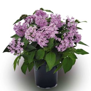 بذر گل پنتاس (پنج پر) بنفش Pentas Lanceolata Graffiti Lavender F1 Pelleted
