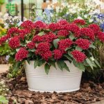 بذر گل پنتاس (پنج پر) قرمز مخملی Pentas Lanceolata Graffiti Red Velvet F1