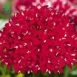بذر گل پنتاس (پنج پر) قرمز مخملی Pentas Lanceolata Graffiti Red Velvet F1
