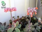 بذر ساکولنت تاج نقره ای COTYLEDON orbiculata v undulata