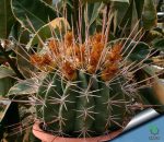 بذر فروکاکتوس رکتیسپینوس | فروکاکتوس اموری |  Ferocactus rectispinus