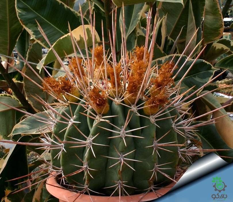 بذر فروکاکتوس رکتیسپینوس | فروکاکتوس اموری |  Ferocactus rectispinus