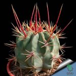 بذر فروکاکتوس رکتیسپینوس | فروکاکتوس اموری |  Ferocactus rectispinus