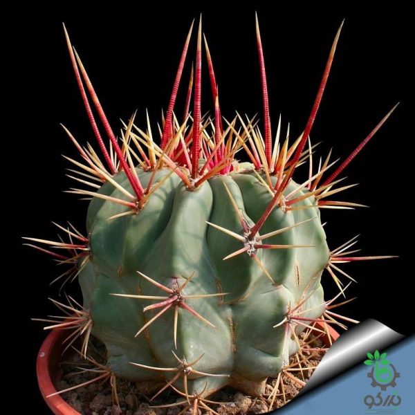 بذر فروکاکتوس رکتیسپینوس | فروکاکتوس اموری |  Ferocactus rectispinus