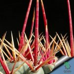 بذر فروکاکتوس رکتیسپینوس | فروکاکتوس اموری |  Ferocactus rectispinus