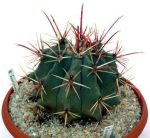 بذر فروکاکتوس رکتیسپینوس | فروکاکتوس اموری |  Ferocactus rectispinus