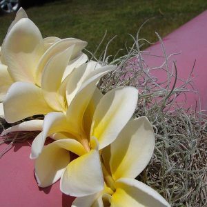 بذر پلومریا یا فرانگی پانی | Plumeria seed