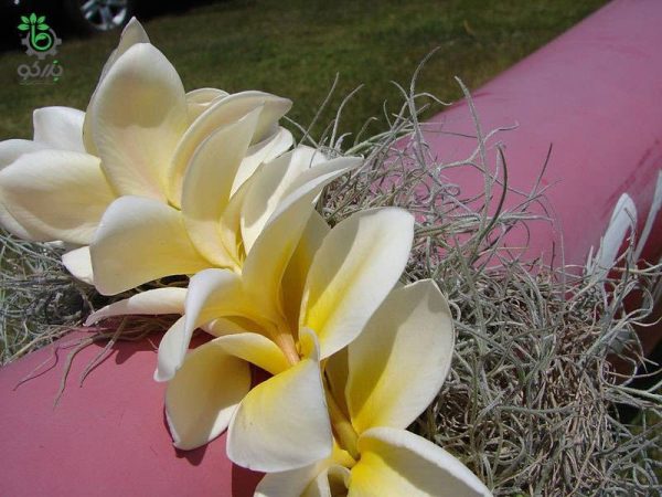 بذر پلومریا یا فرانگی پانی | Plumeria seed