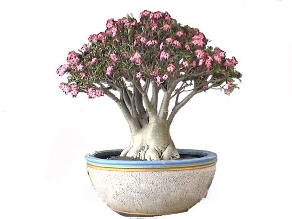 بذر گیاه آدنیوم عربیکوم  یمن یا رز صحرا adenium arabicum seed