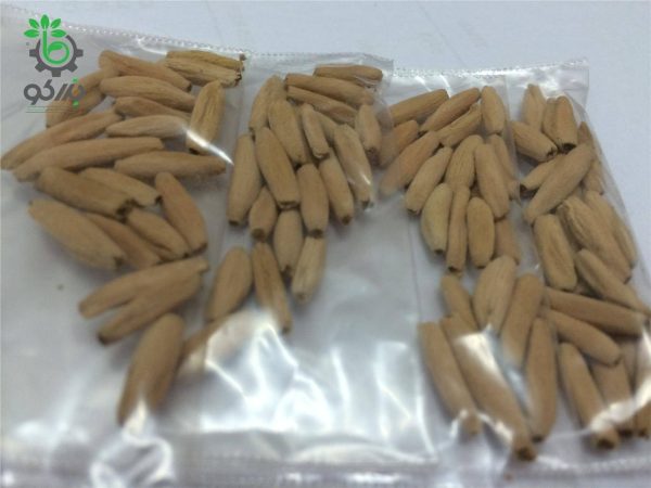 بذر گیاه آدنیوم عربیکوم  یمن یا رز صحرا adenium arabicum seed