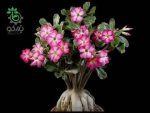 بذر گیاه آدنیوم عربیکوم  یمن یا رز صحرا adenium arabicum seed