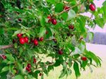 بذر درخت میوه زغال اخته Cornelian cherry