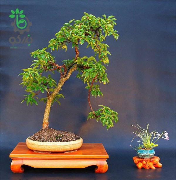 بذر درخت میوه زغال اخته Cornelian cherry