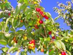 بذر درخت میوه زغال اخته Cornelian cherry