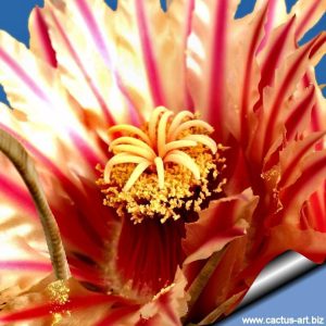 بذر فروکاکتوس هررا | Ferocactus wislizenii var. herrerae