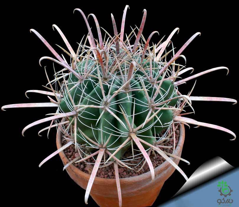 بذر فروکاکتوس هررا | Ferocactus wislizenii var. herrerae