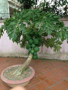 بذر درختچه خربزه درختی پاپایا  (PAPAYA)
